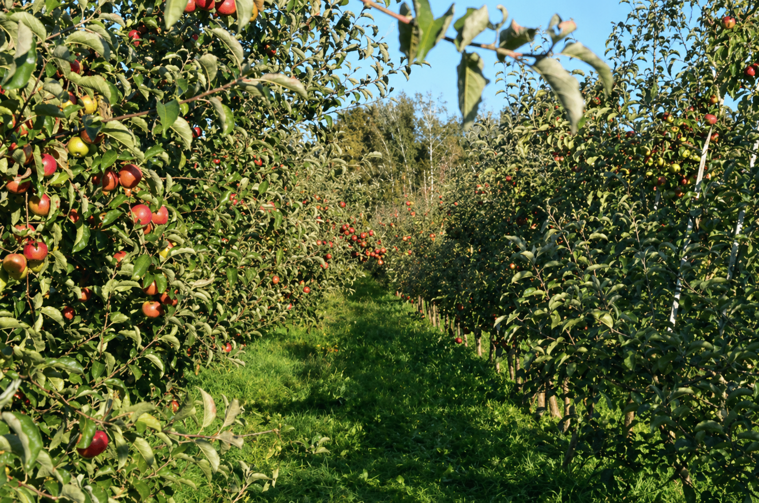 Apple orchard